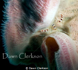 This banded coral shrimp was buried in the lilac vase spo... by Dawn Clerkson 